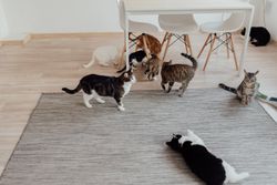 A cozy scene of multiple domestic cats in a bright, minimalist indoor setting.