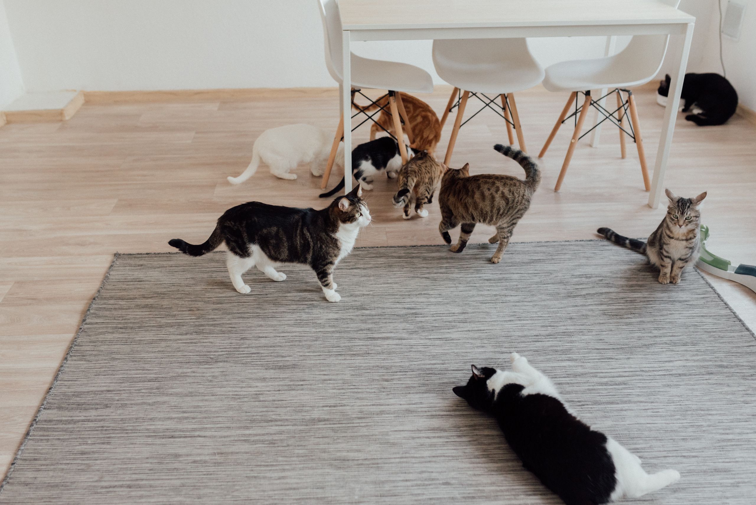 A cozy scene of multiple domestic cats in a bright, minimalist indoor setting.
