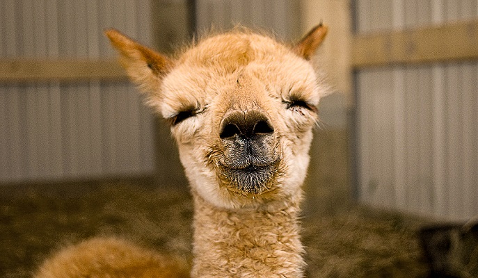 Comment les animaux peuvent-ils accompagner les soins ? Comment les animaux peuvent-ils accompagner les soins ?