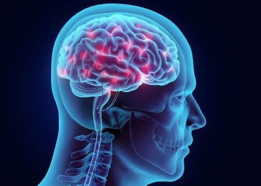 Le cerveau en lumières Le cerveau en lumières