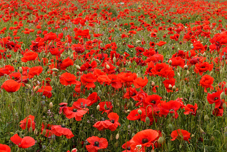 Le Rouge éternel des coquelicots Le Rouge éternel des coquelicots