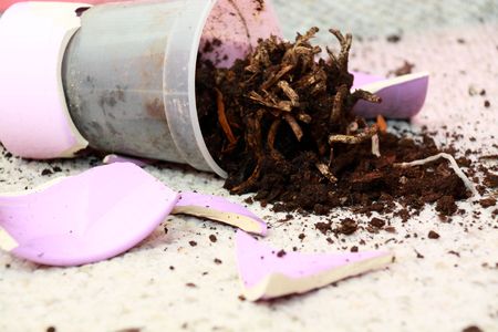 Rage et fleurs fânées Rage et fleurs fânées