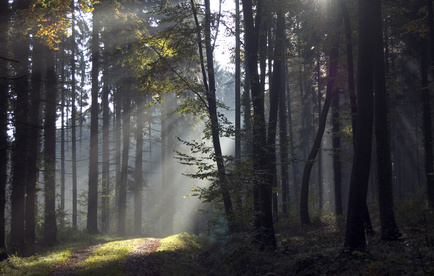 Lumières dans l'obscurité Lumières dans l'obscurité